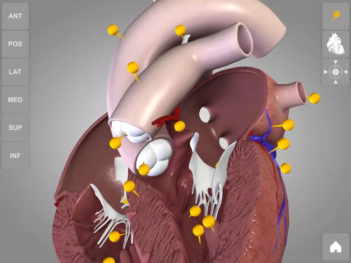 Скриншоты Heart - 3D Atlas of Anatomy Lite iPad 