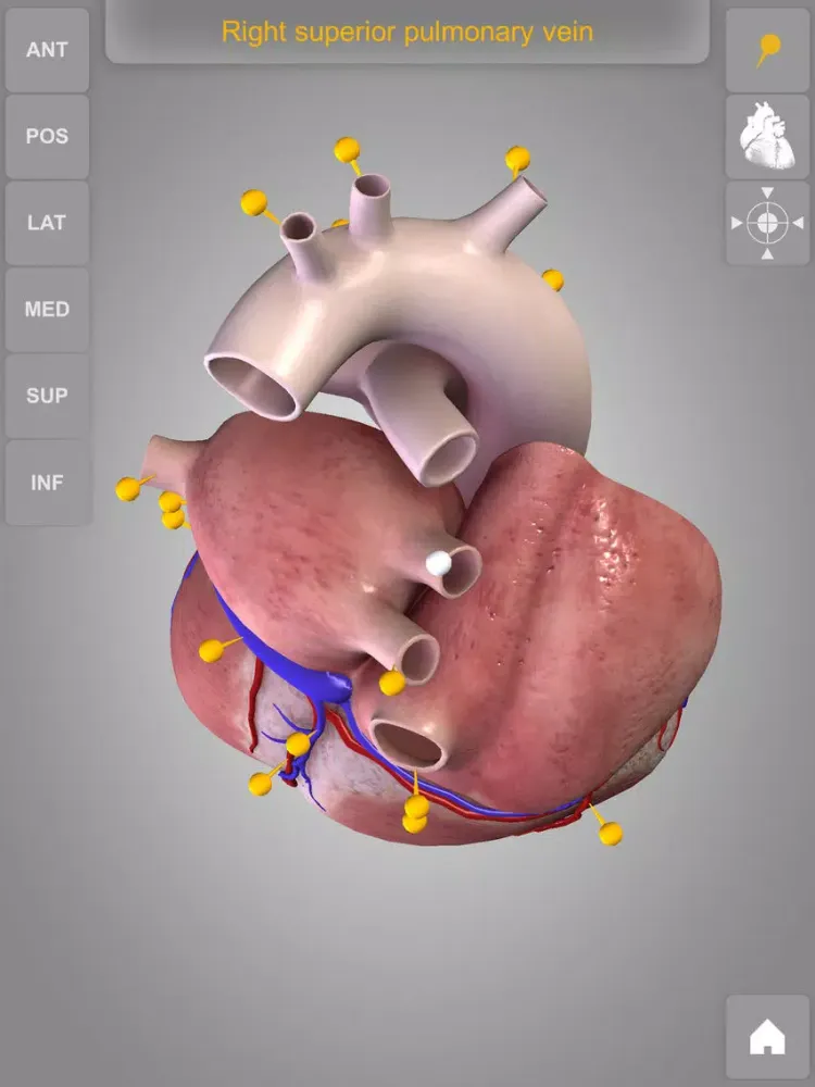 Скриншоты Heart - 3D Atlas of Anatomy Lite iPad 