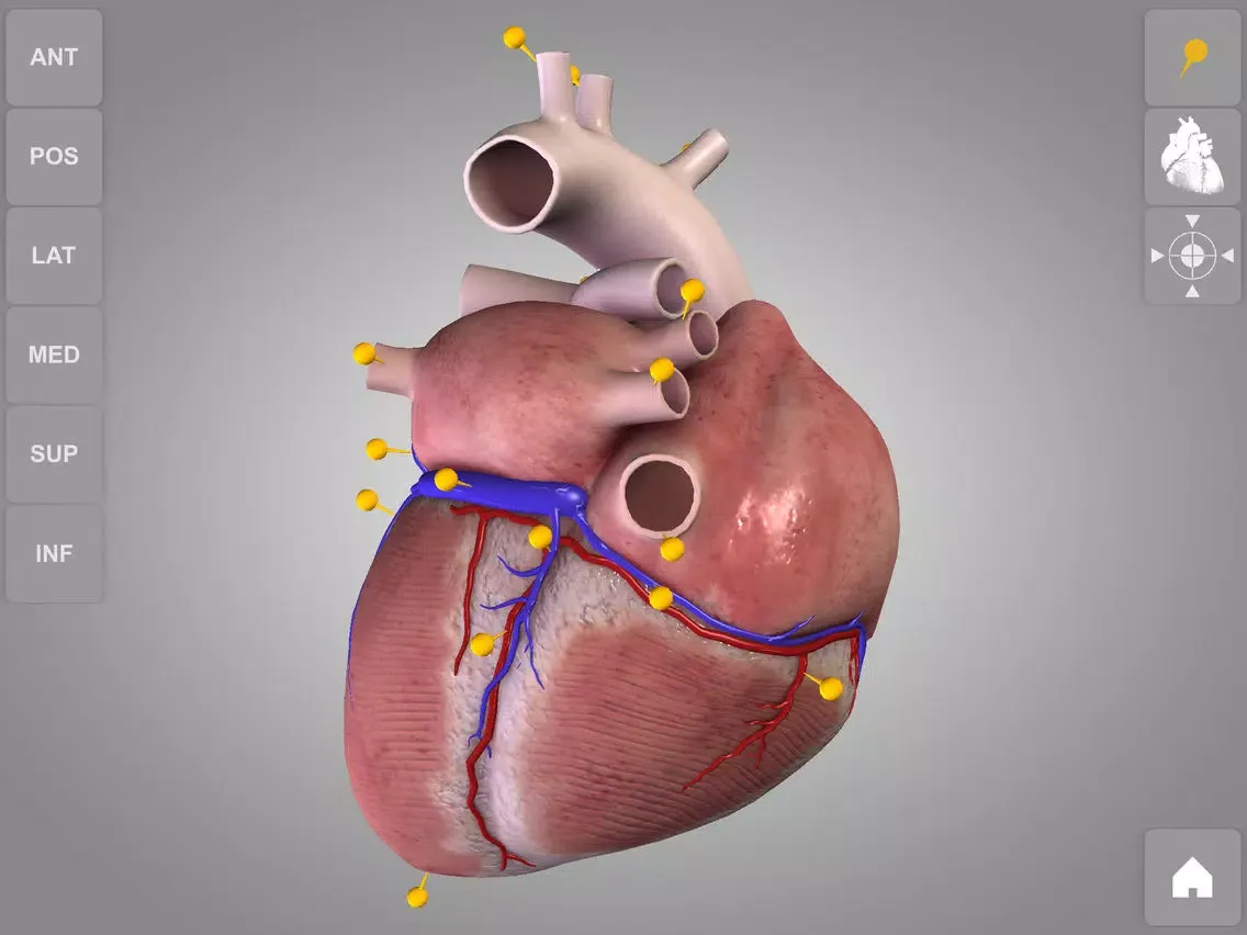 Скриншоты Heart - 3D Atlas of Anatomy Lite iPad 