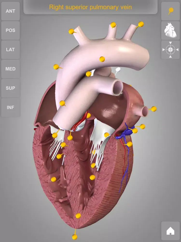 Скриншоты Heart - 3D Atlas of Anatomy Lite iPad 