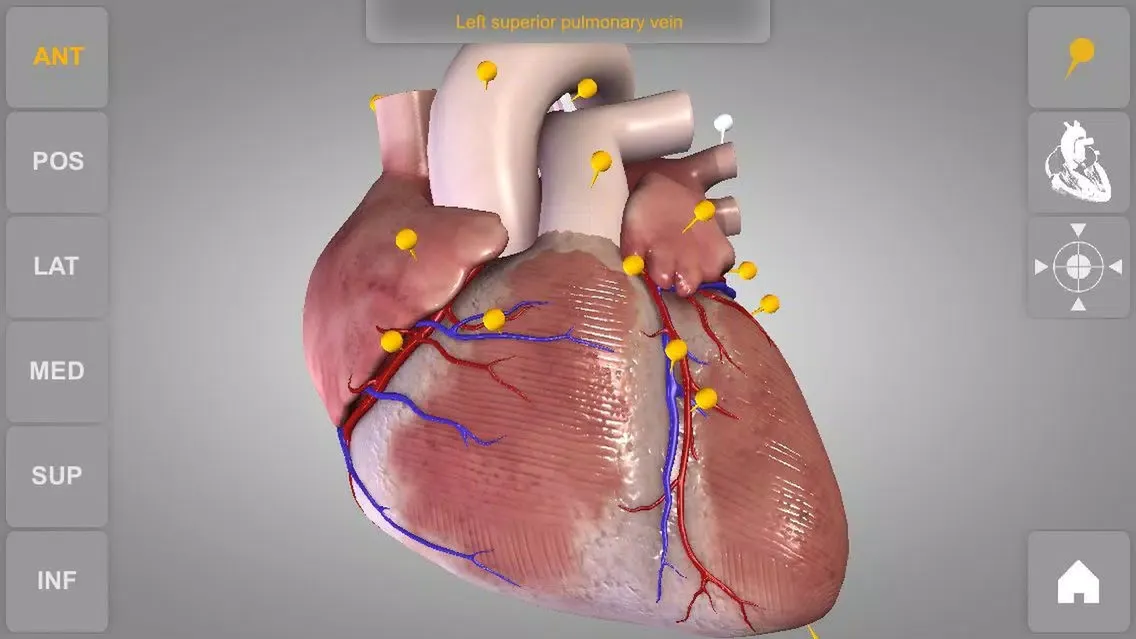 Скриншоты Heart - 3D Atlas of Anatomy Lite