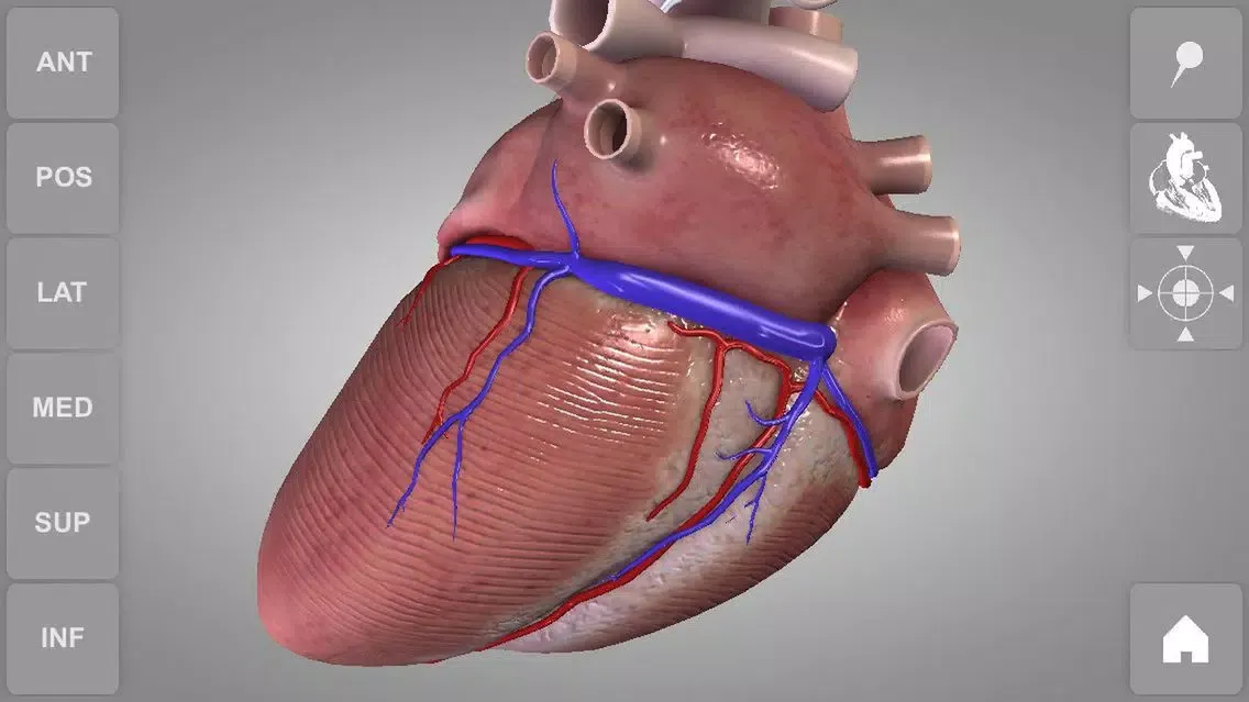 Скриншоты Heart - 3D Atlas of Anatomy Lite