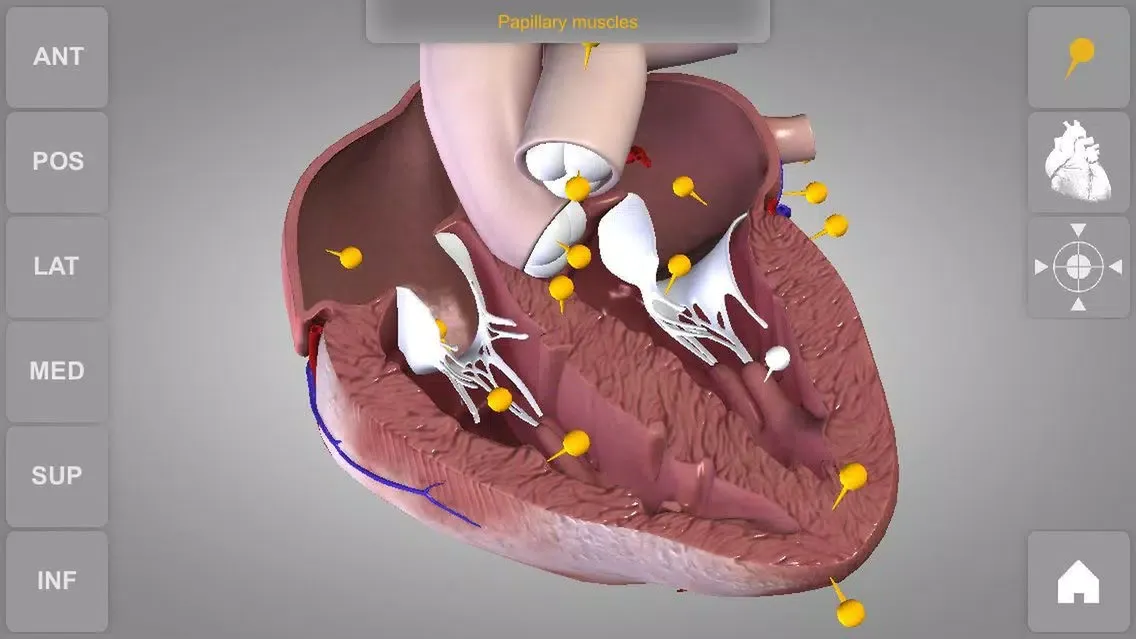Скриншоты Heart - 3D Atlas of Anatomy Lite