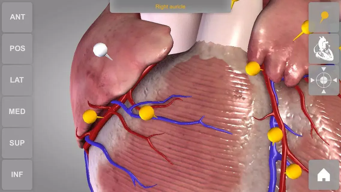 Скриншоты Heart - 3D Atlas of Anatomy Lite