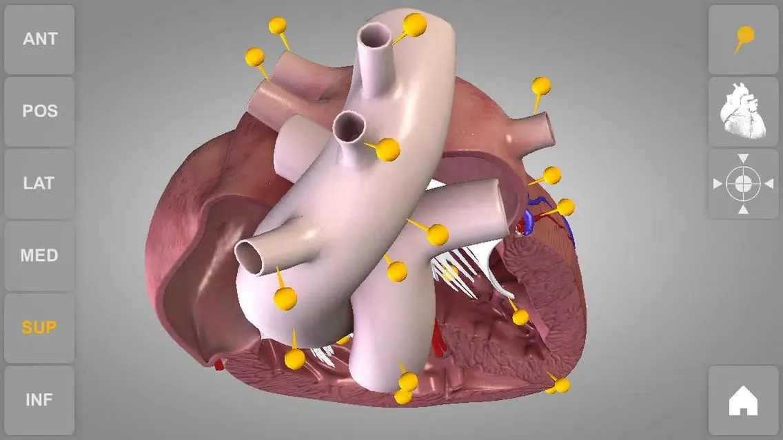 Скриншоты Heart - 3D Atlas of Anatomy Lite