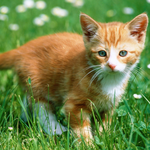 cute cat hd wallpaper