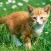 cute cat hd wallpaper