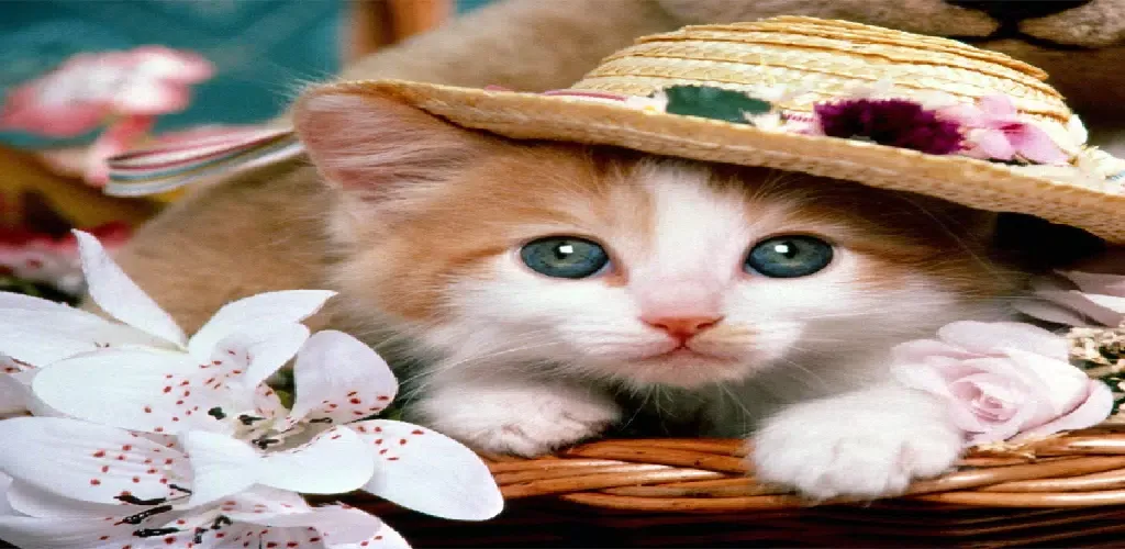 cute cat hd wallpaper 스크린샷