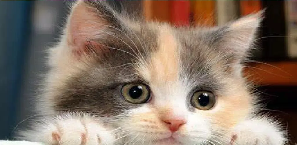 cute cat hd wallpaper 스크린샷