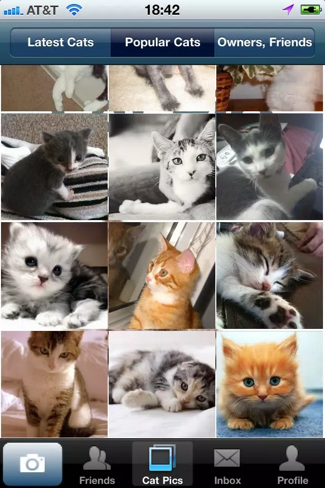 Zrzuty ekranu Cat Pics