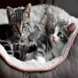 Cute Kitty Cat Wallpapers HD