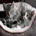 Cute Kitty Cat Wallpapers HD