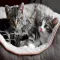Cute Kitty Cat Wallpapers HD