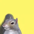 Squirrel Sensation
