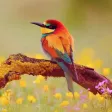 Amazing Birds Gallery