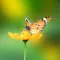 Amazing Butterflies