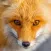 Amazing Foxes HD