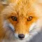 Amazing Foxes HD