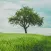 Amazing Trees