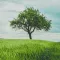Amazing Trees