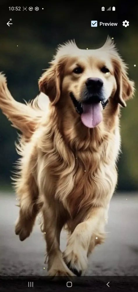 تصاویر Golden Retriever Wallpaper