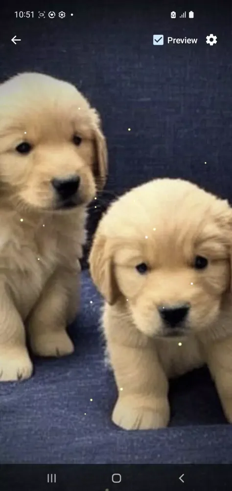 تصاویر Golden Retriever Wallpaper