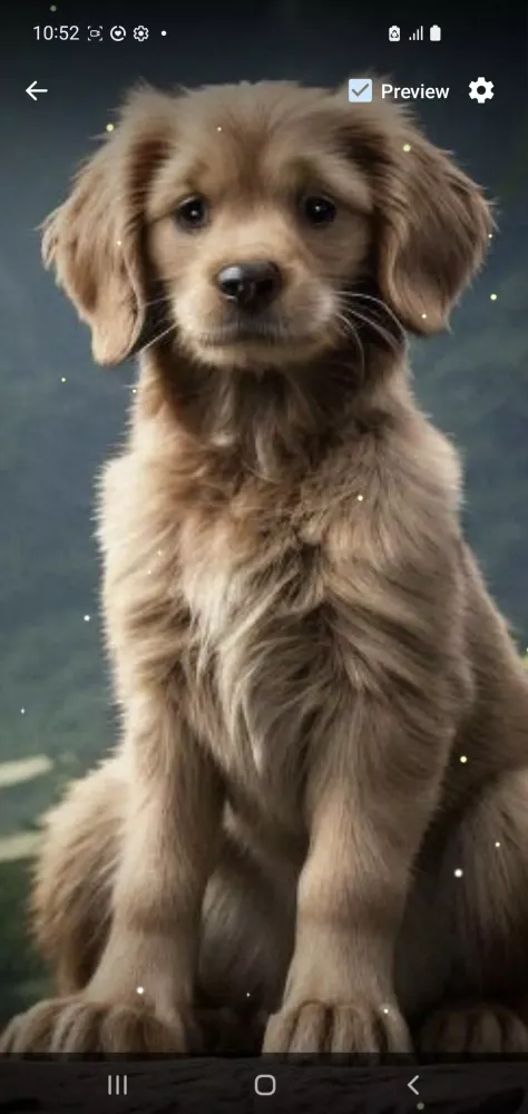 تصاویر Golden Retriever Wallpaper