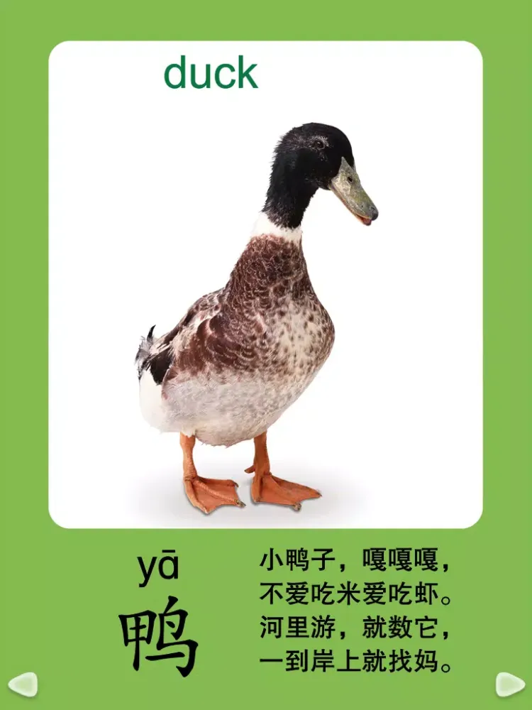 Tangkapan layar HappyReading-宝宝识动物 iPad 