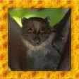 Bat Simulator 3D
