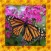 Butterfly Simulator 3D