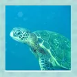 Sea Turtle Simulator 3D