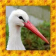 Stork Simulator