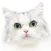 Cat Kitten Kitty Pet Jigsaw Puzzles for toddlers