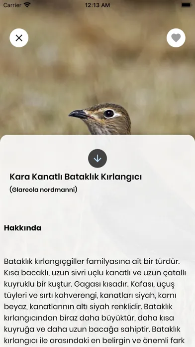 Capturas de pantalla de Kızılırmak Kuşları