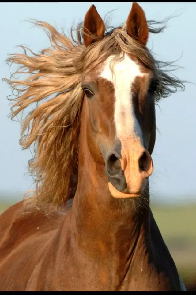 Vision of the Horse स्क्रीनशॉट