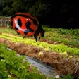 Insects & Organic Gardening Insects & Organic Gardening