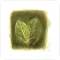 APP Bosques de Santa Fe