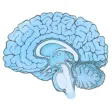 Know Your Brain Age Know Your Brain Age