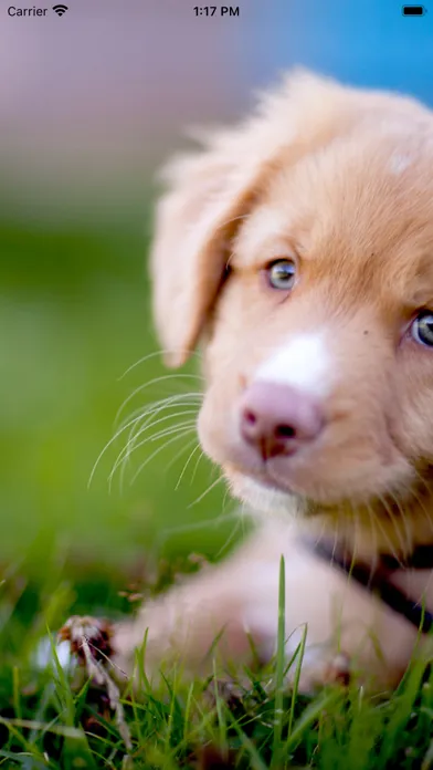 Encyclopedia of Dogs Screenshots