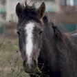 CHI Encyclopedia of Horses