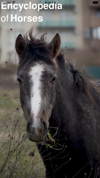 Capturas de pantalla de CHI Encyclopedia of Horses