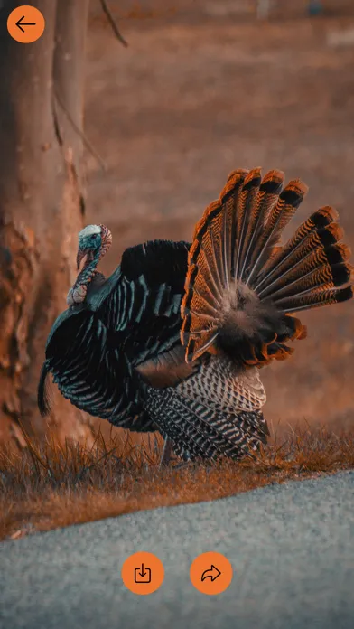 Thanksgiving Day 2024 Images Screenshots