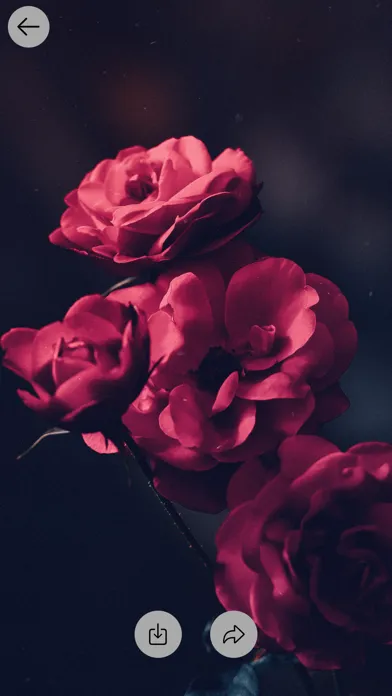Tangkapan layar Zen Wallpapers 2024