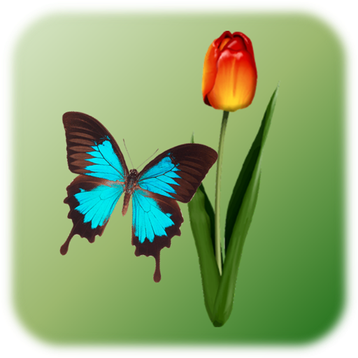 Butterfly Tap Butterfly Tap