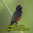 Curió Praia Clássico Cantos