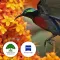 Birds of Singapore