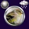 Birds Clock & Weather Widget