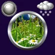 Spring Weather & Clock Widget