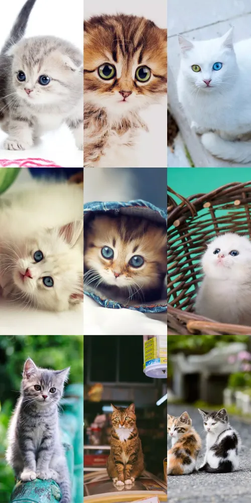 Screenshot di Cute Cat Wallpapers