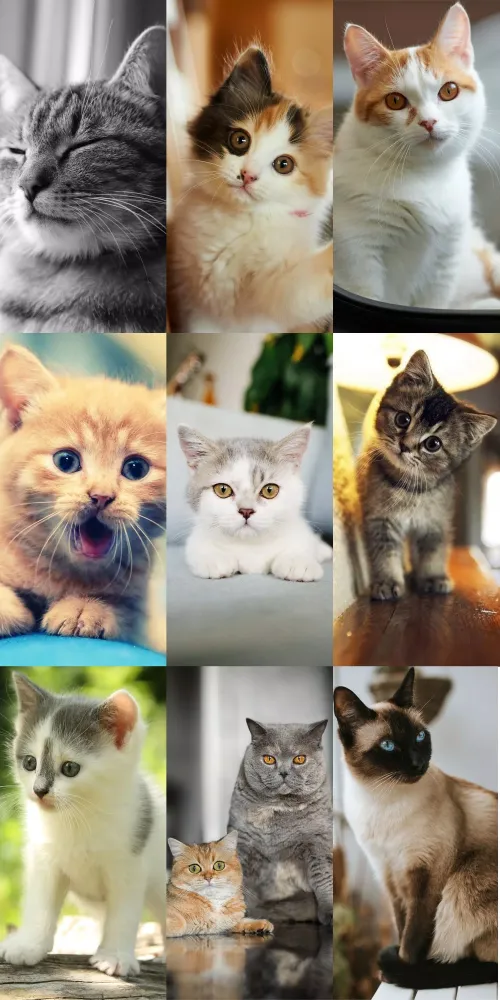 Screenshot di Cute Cat Wallpapers